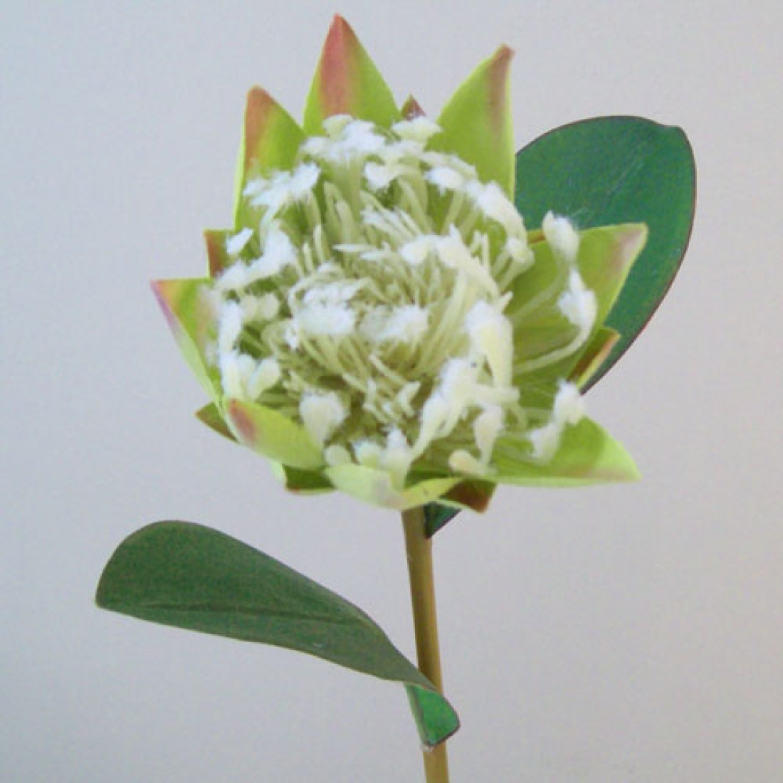 Artificial Protea Green 57cm Artificial Flowers